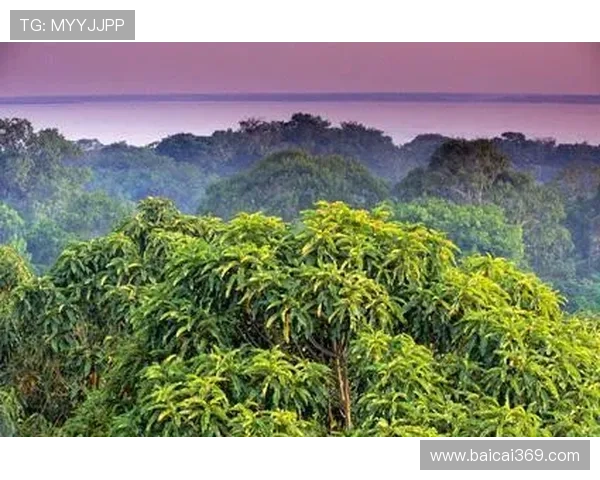 巴西风情直播:探秘南美狂欢节与亚马逊雨林奇观 巴西风情直播:探秘南美狂欢节与亚马逊雨林奇观